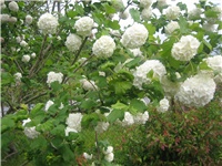 8640e2b9-Drvo Viburnum opulus.jpg